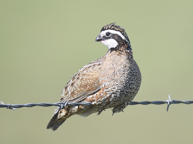 northern bobwhite BRD1782.JPG