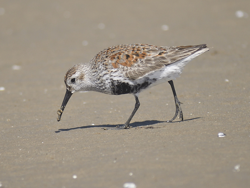 dunlin BRD2782.JPG