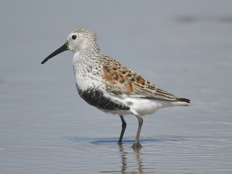 dunlin BRD2793.JPG