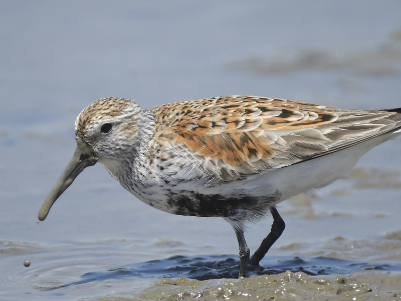 dunlin BRD2818.JPG