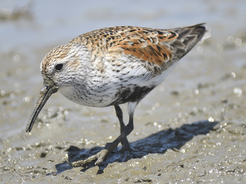 dunlin BRD2828.JPG