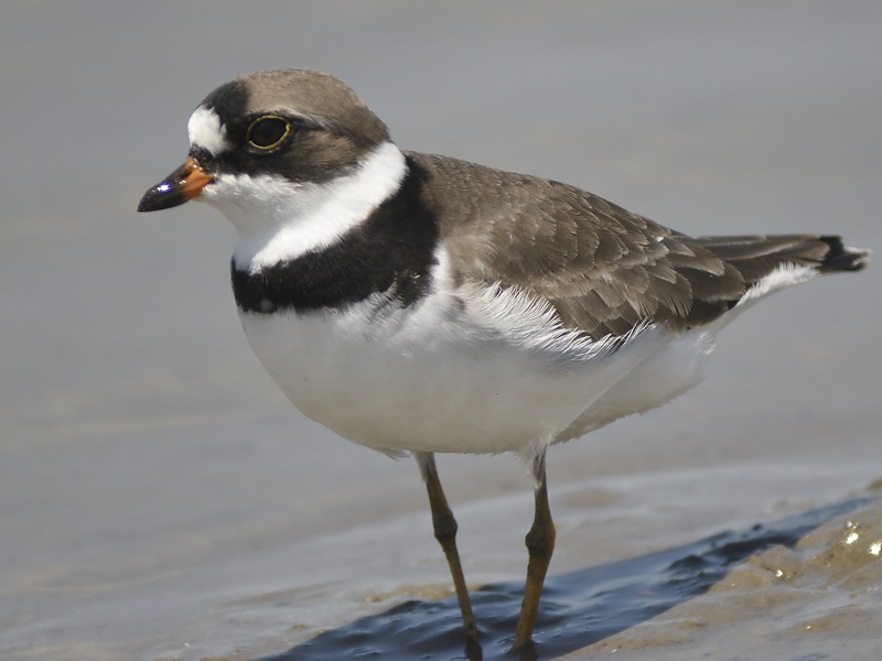 semipalmated plover BRD2911.JPG