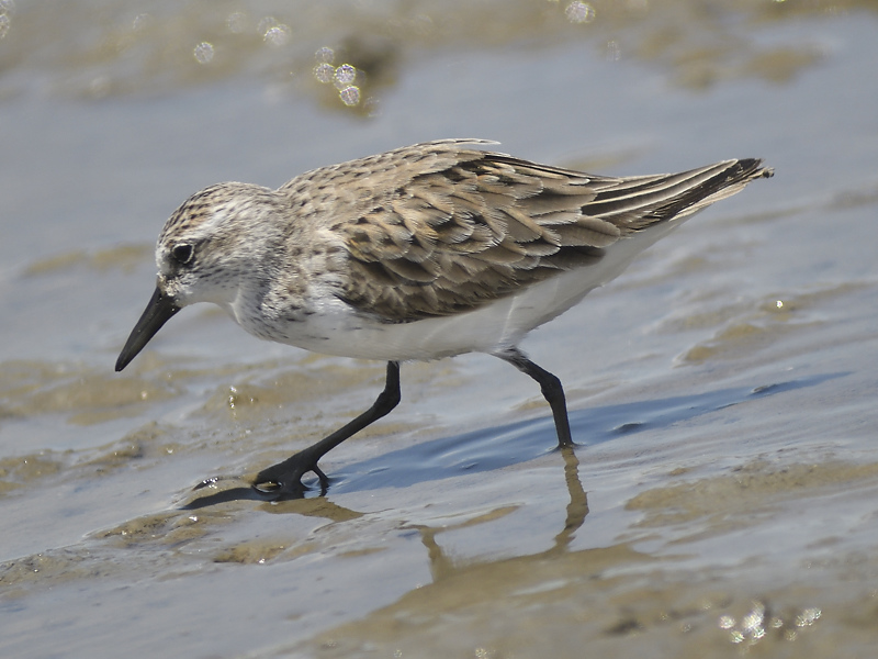 semipalmated sandpiper BRD2852.JPG