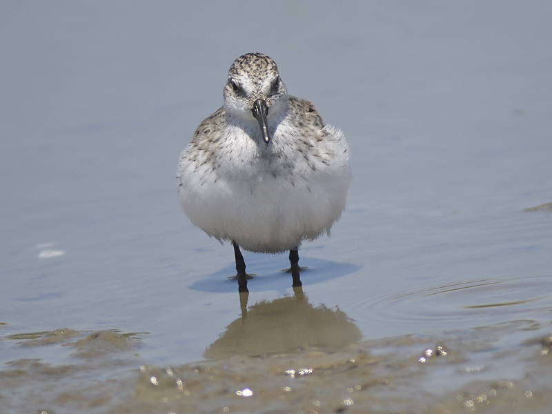 semipalmated sandpiper BRD2890.JPG