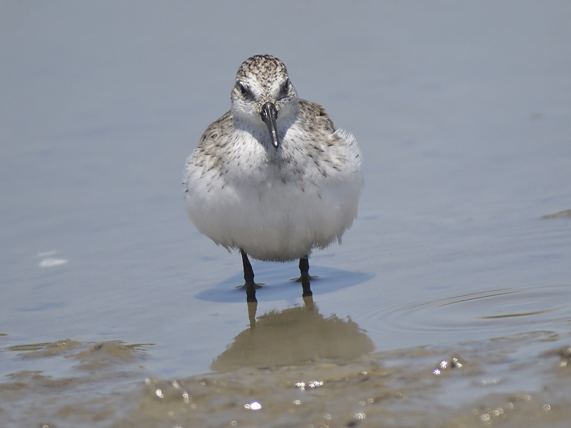 semipalmated sandpiper BRD2890.JPG