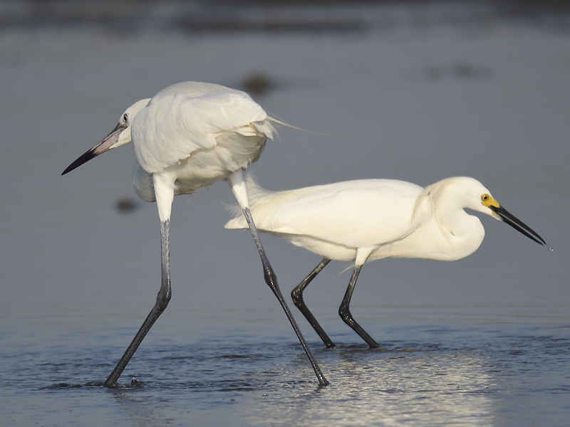 reddish egret BRD3011.JPG