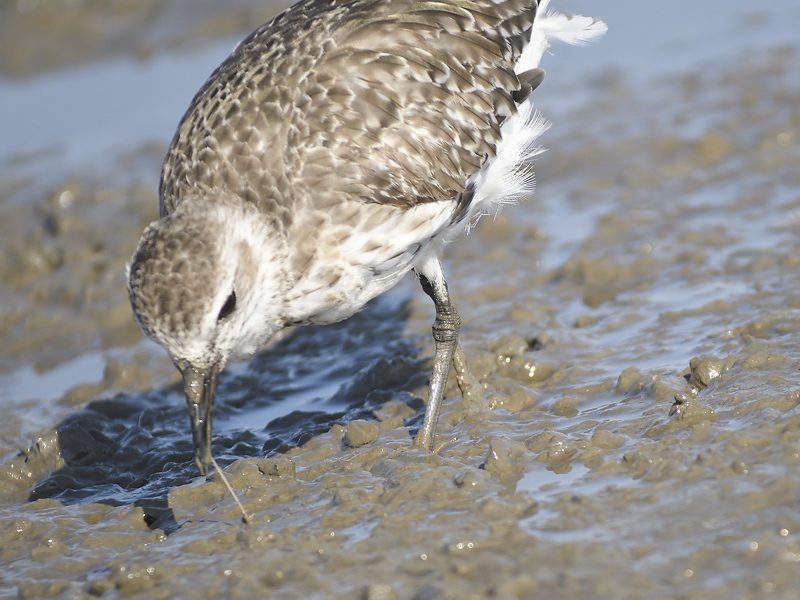 black-bellied plover BRD3065.JPG