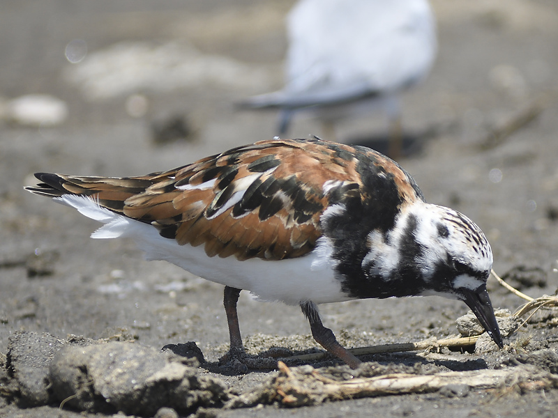 ruddy turnstone BRD3217.JPG