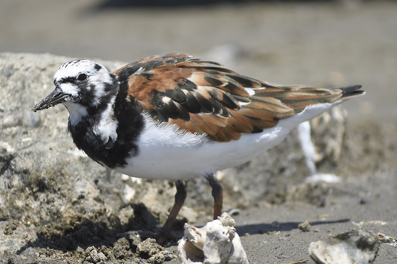 ruddy turnstone BRD3269.JPG