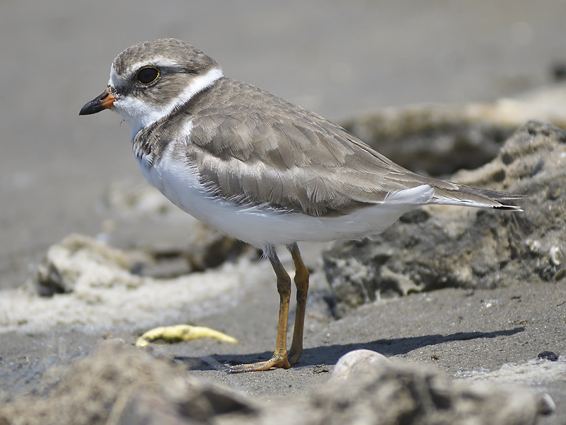 semipalmated plover BRD3271.JPG