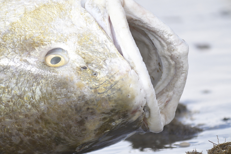 redfish BRD3540.JPG