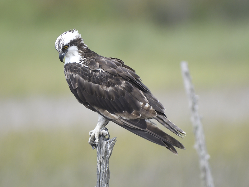 osprey BRD4154.JPG