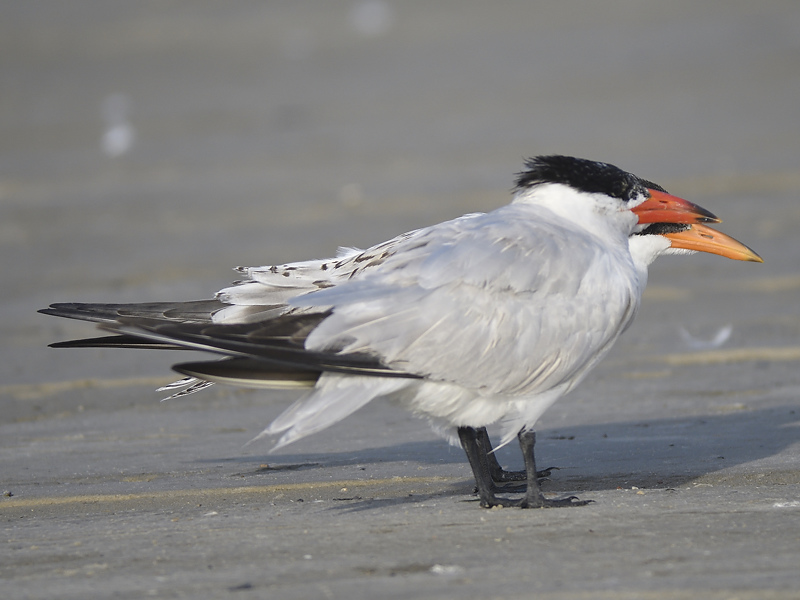 caspian tern BRD4670.JPG