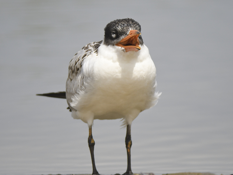 caspian tern BRD4826.JPG