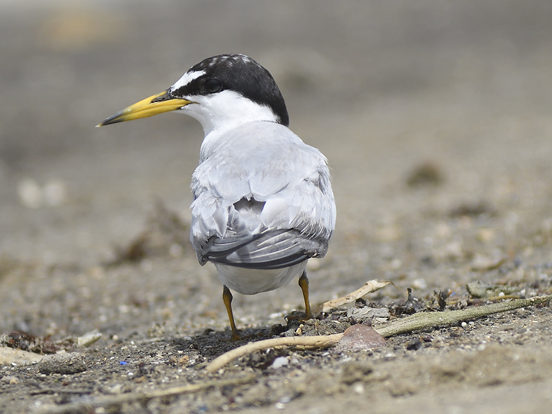 least tern BRD5220.JPG