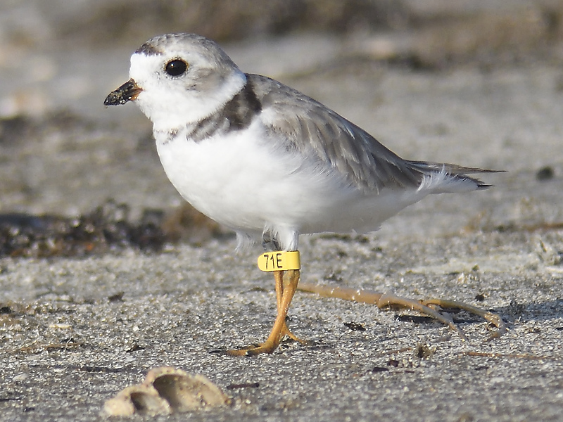 piping plover band BRD5559.JPG