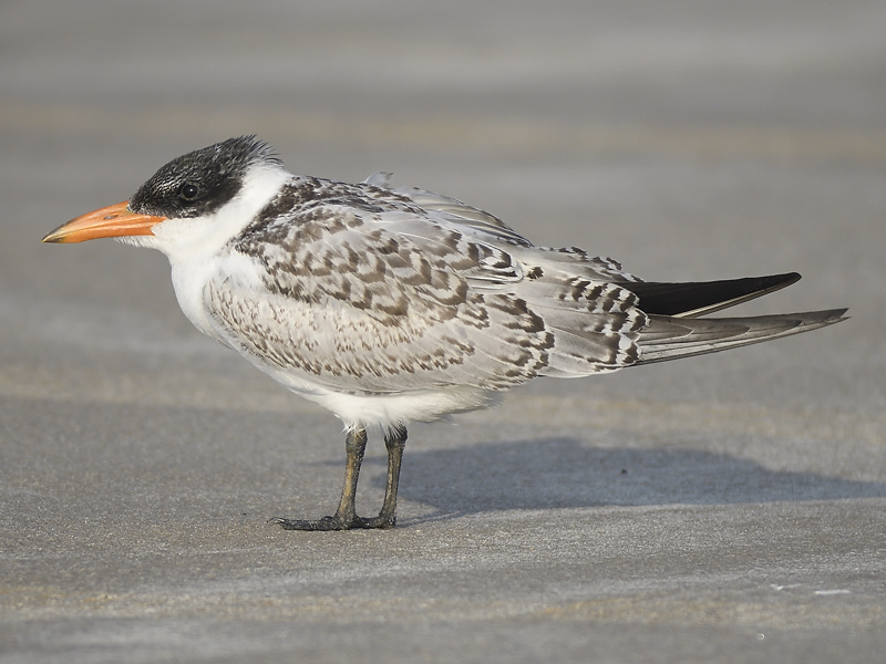 caspian tern BRD5503.JPG