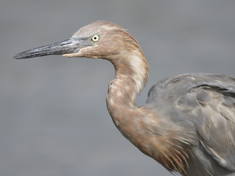 reddish egret BRD5784.JPG