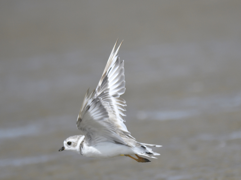 piping plover band BRD5921.JPG