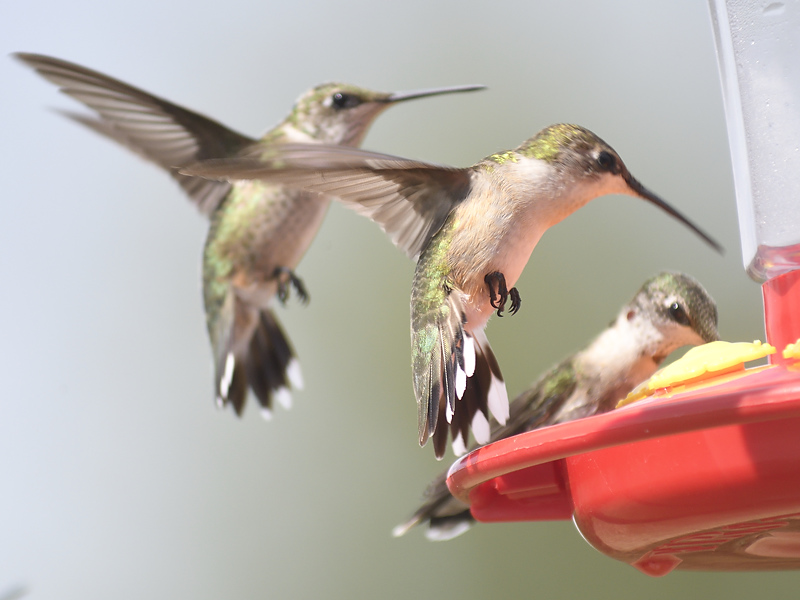 ruby-throated hummingbird BRD6853.JPG