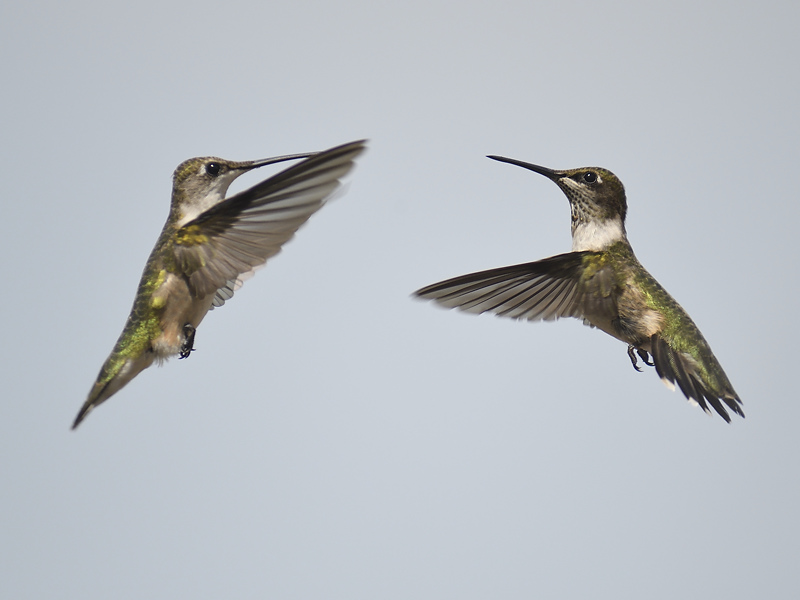 ruby-throated hummingbird BRD6954.JPG