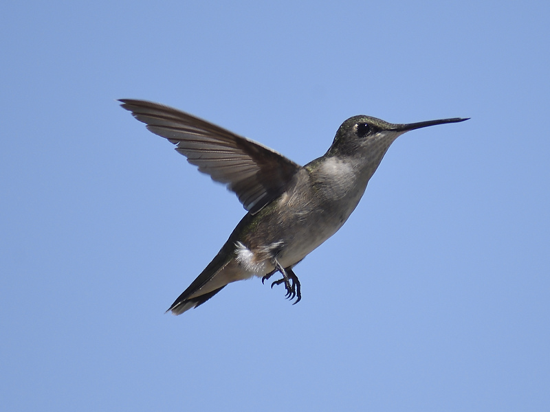 ruby-throated hummingbird BRD6976.JPG
