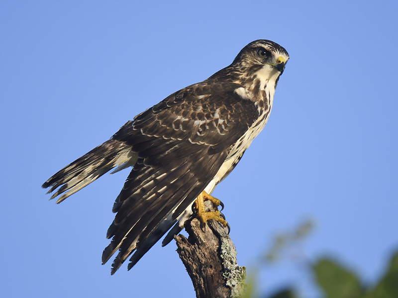 broad-winged hawk BRD7170.JPG