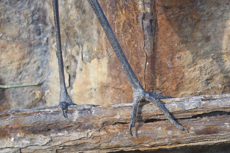 reddish egret BRD7295.JPG