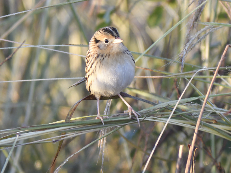 lecontes sparrow BRD9529.JPG