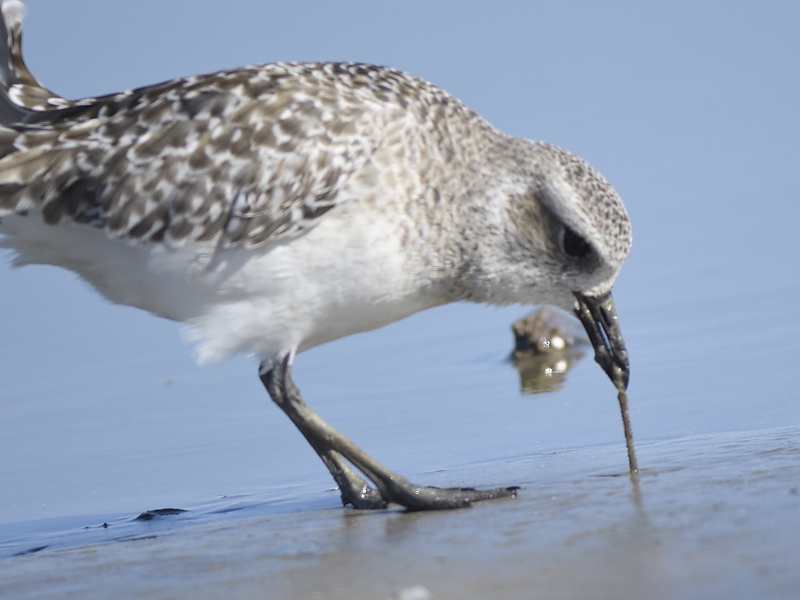 black-bellied plover BRD0192.JPG