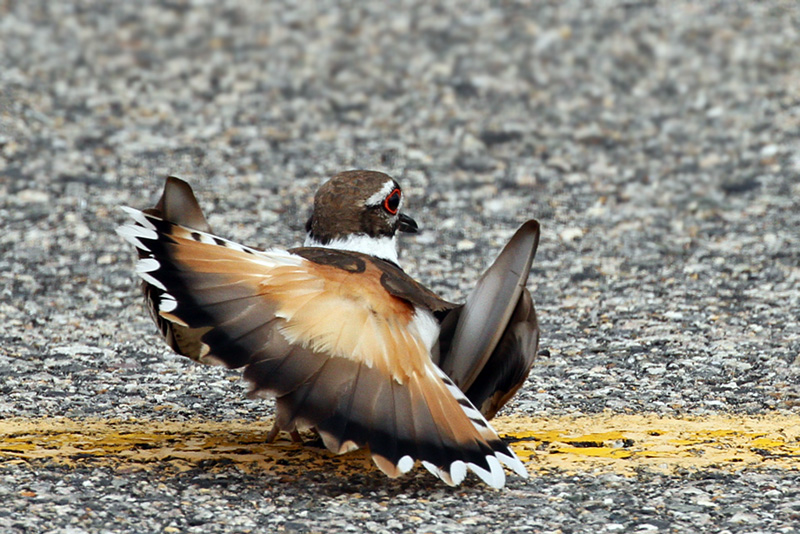 IMG_0223a Killdeer.jpg