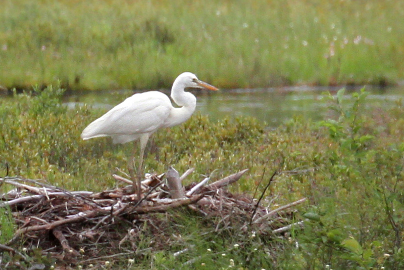 IMG_1288a Great Blue Heron - White Morph.jpg