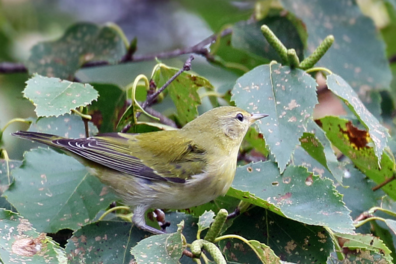 3F8A9432a Tennessee Warbler.jpg