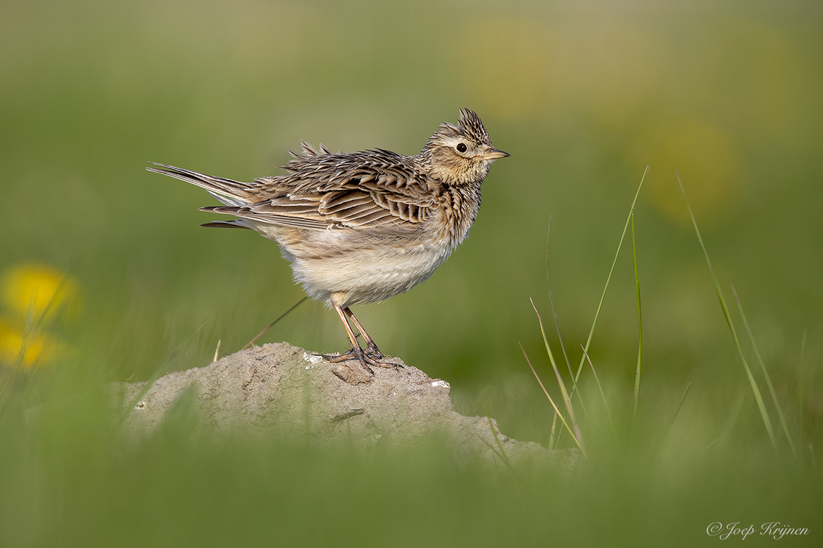 Veldleeuwerik/Skylark