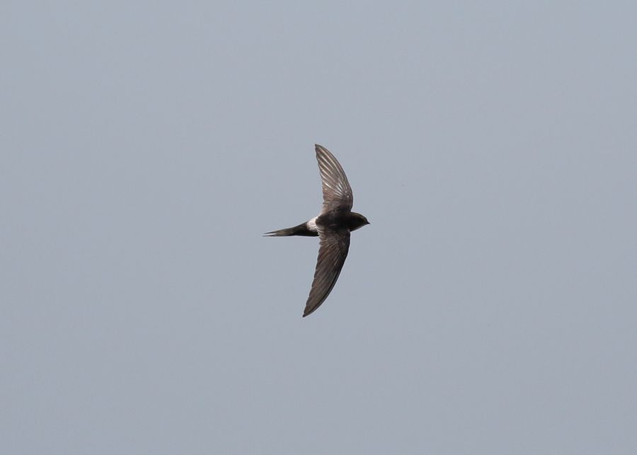 White-rumped Swift (Apus caffer) - vitgumpseglare