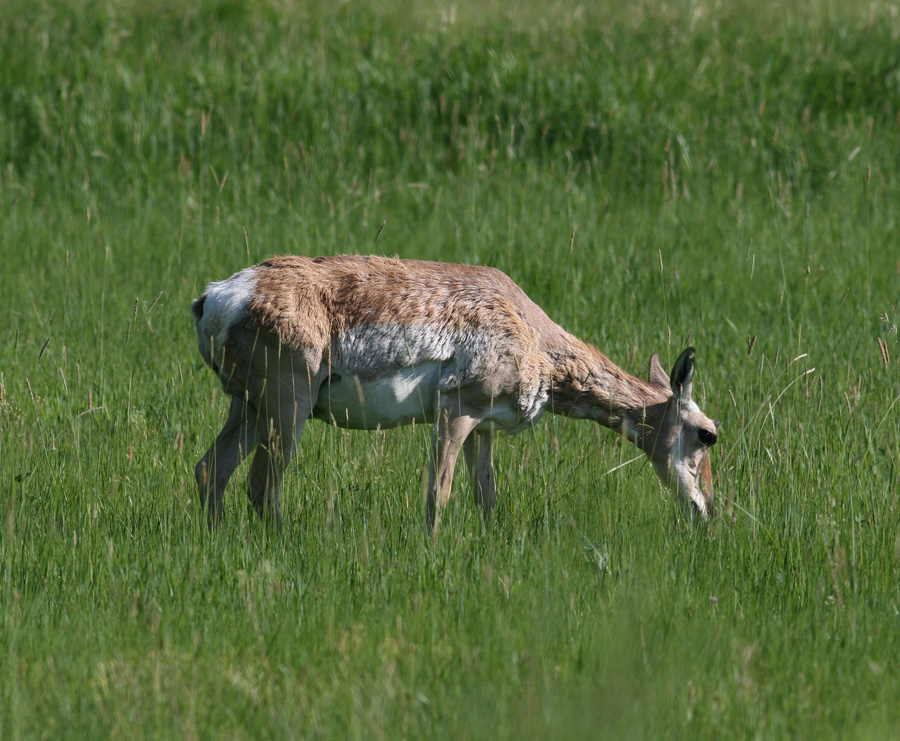 Pronghorn (Antilocapra americana) - gaffelantilop