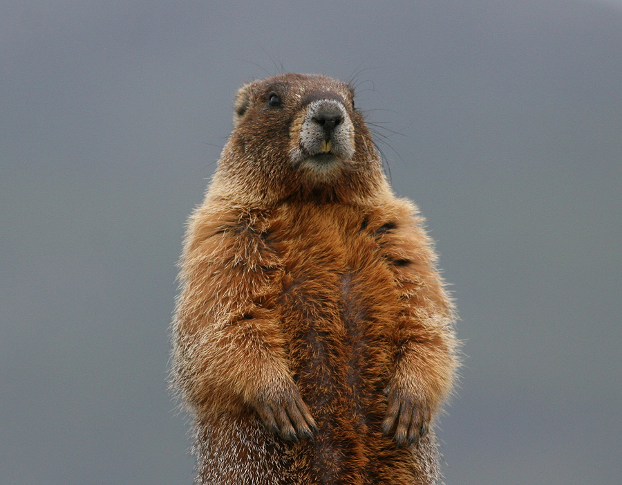 Yellow-bellied marmot (Marmota flaviventris) - gulbukigt murmuldjur