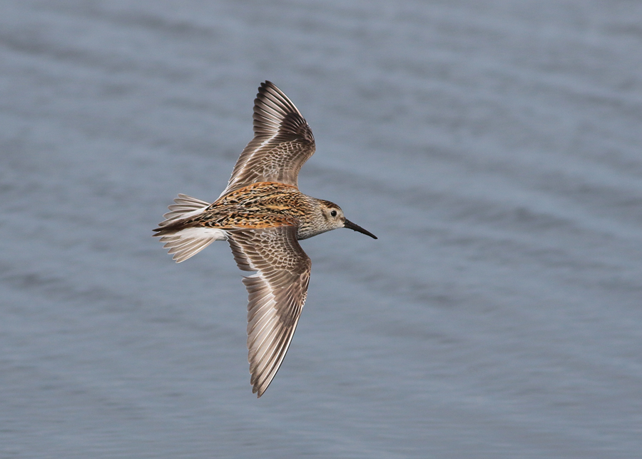 Dunlin (Calidris alpina) - krrsnppa