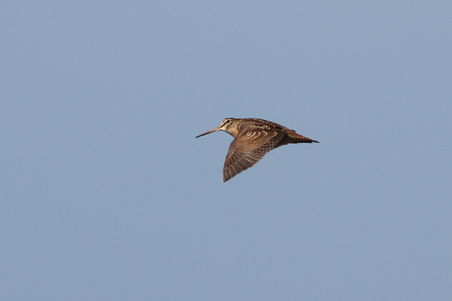 Eurasian Woodcock (Scolopax rusticola) - morkulla