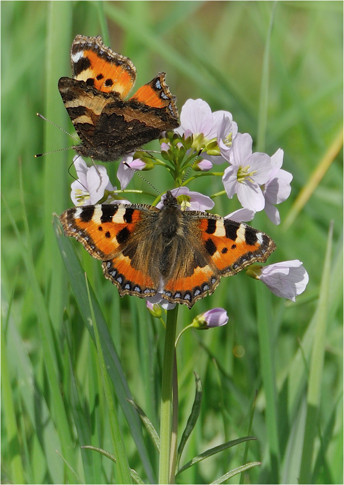 Small Tortoisehells on a Cuckoo Flower