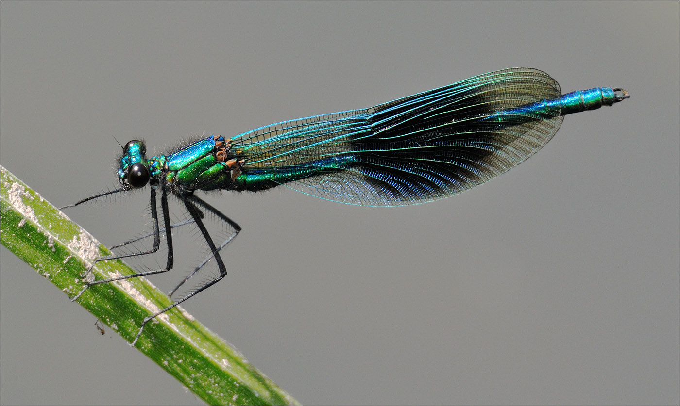 Banded Demoiselle (male)