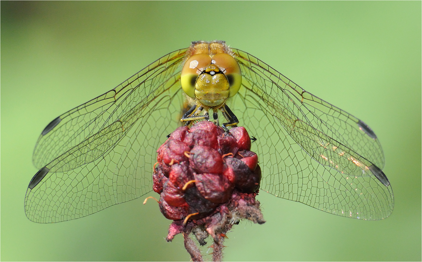 Common Darter