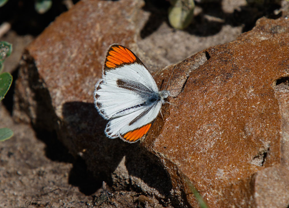 SA_03128-butterfly_id.jpg