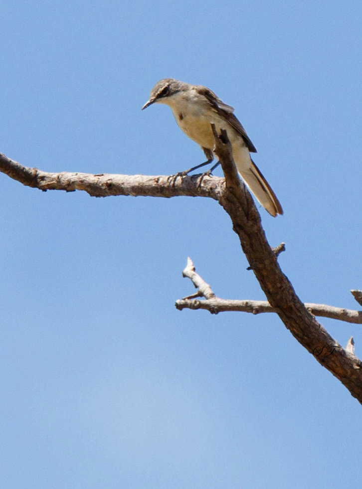 SA_03138-Yellow-Wagtail.jpg