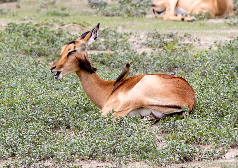 SA_03158-Red-billed-Oxpecker.JPG