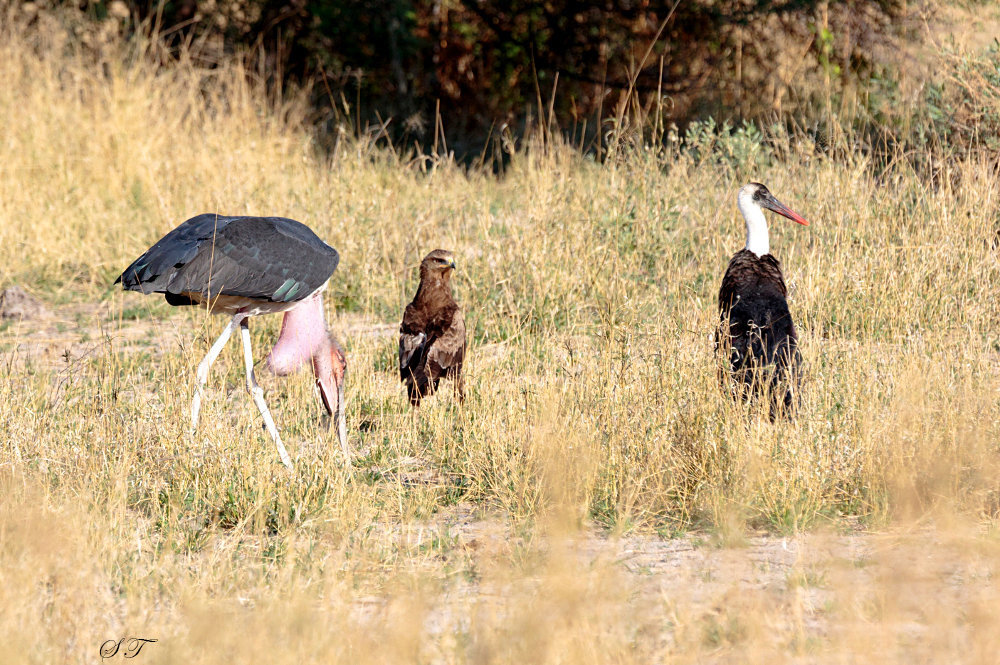 SA_04160_Marabou_Wooly-necked_Storks_TawnyEagle.JPG