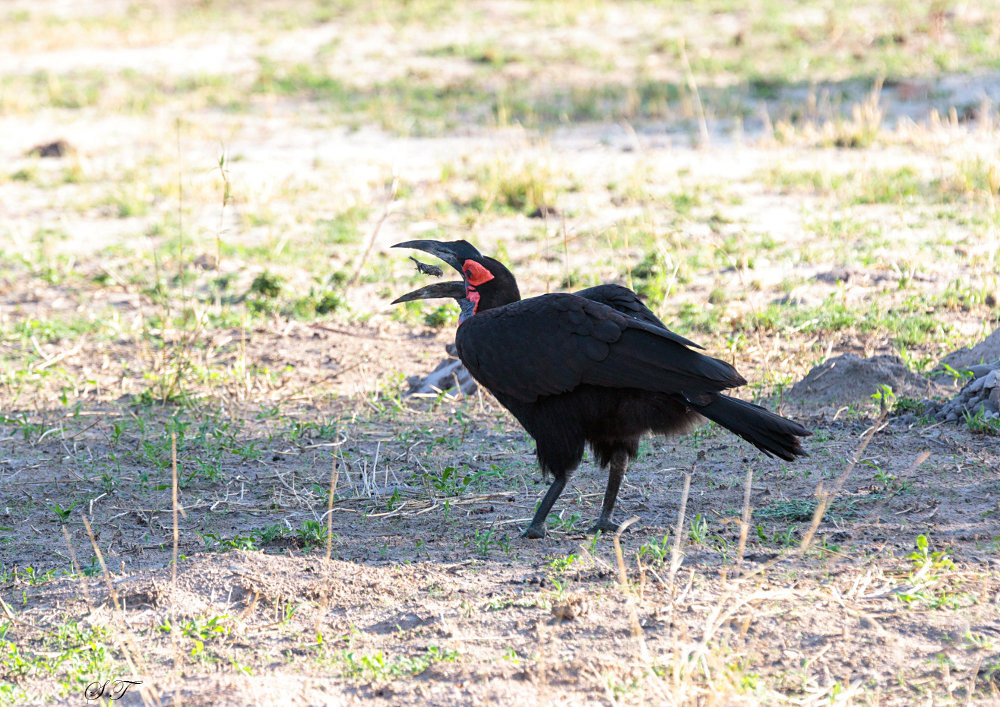 SA_06204-Southern-Ground-Hornbill.JPG