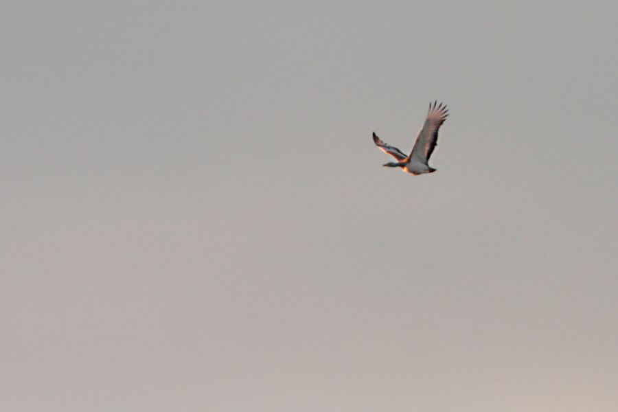 Great Bustard, Otis tarda (Stortrapp)