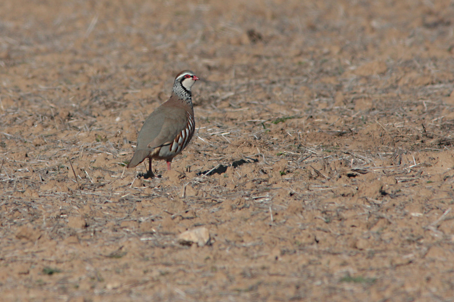 Red-legged Partridge, Alectoris rufa (Rdhna)