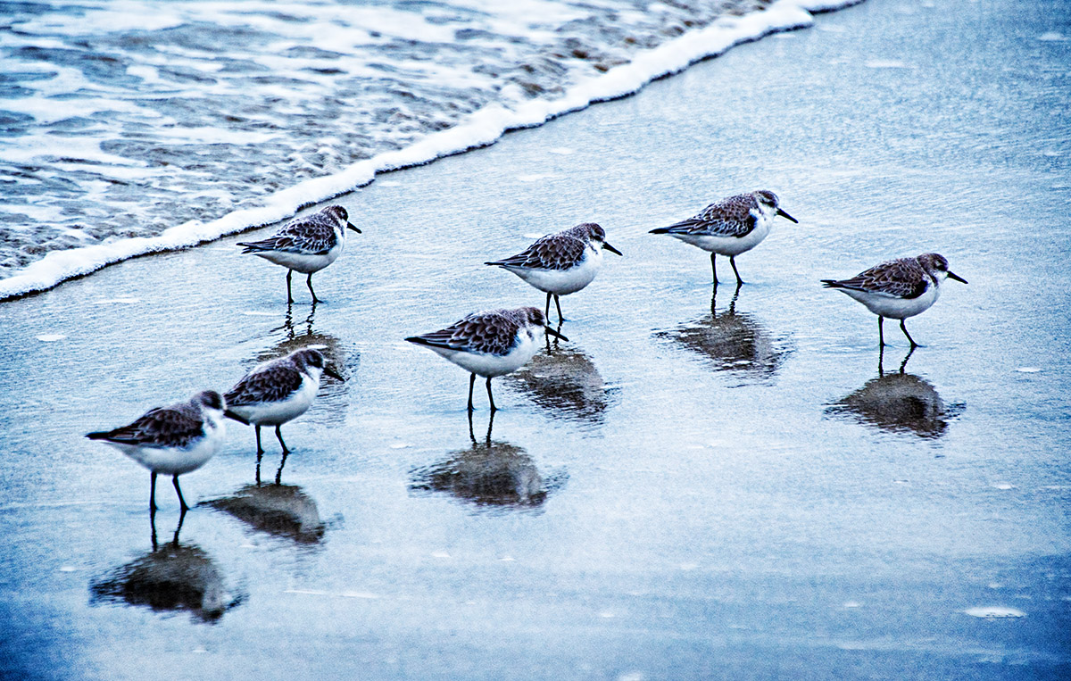 Seven Sanderling slowly strolling south